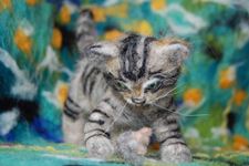 Scottish Wildcat
